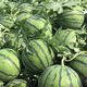 Jingxin No. 1 watermelon seeds, thin-skinned watermelon seeds, super sweet, early-maturing watermelon seeds, high-yielding farm garden watermelon seeds, Jingxin No. 1 seeds/pack, about 50 seeds, 3 packs