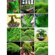 Kebida green moss fresh moss micro landscape plant bonsai potted water and land tank rockery grass landscaping material white large gray moss (15*8)cm 2 boxes