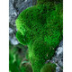 Kebida green moss fresh moss micro landscape plant bonsai potted water and land tank rockery grass landscaping material white large gray moss (15*8)cm 2 boxes