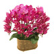 Phalaenopsis Orchid Seedlings with Foils and Buds Potted Orchids Large Seedlings Living Room Indoor Plants and Flowers 1 Chinese Red --- With Foils Without Pots