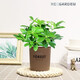 Bafang Laicai duck foot wood indoor living room office easy to maintain hydroponics water absorption basin lazy potted green plants flowers evergreen Bafang Laicai 2 pieces does not include pots