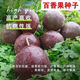 Premium Passion Fruit Seeds Passion Fruit Seeds Original Balcony Garden Fruit Southern Passion Fruit Seeds Selection Passion Fruit Seeds 1 pack of about 50 capsules