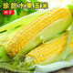 National Approval Fruit Corn Seeds Fresh Sweet and Crisp National Approval Sweet Corn Seeds Farmhouse Garden Vegetables National Approval Fruit Corn Seeds 2 packs of about 100 grains
