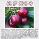 Qiuying cherry large cherry grafted branches Meizaoshawang Russian No. 8 scion rocket Red cherry ear buds Russian No. 8 cherry 5 branches 40cm (inclusive)-50cm (inclusive)