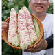 Nationally approved super large stick sweet waxy colorful corn seeds, new varieties of colorful waxy corn seeds, farmers' high-yield corn seeds, nationally approved colorful corn seeds, 1 pack of about 50 grains