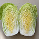 Jinguanqiujin yellow-heart Chinese cabbage seeds, high-yielding and bolting-resistant, South Korean spring and autumn agricultural field planting vegetable seeds, Jinbei Jinguanqiujin Chinese cabbage 50g