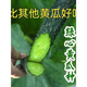 Strong female Jinyan No. 4 cucumber seeds have green flesh, green heart, dense tattoos, yellow seeds, farm cucumber seeds, new seeds this year, 2 packs, about 100 seeds
