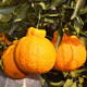Sakura Fresh Sichuan Shiranui Ugly Tangerine, next-day delivery to multiple places, non-Ehime jelly orange, tangerine, pregnant woman fruit, Mid-Autumn Festival gift box S+ supermarket quality, more comprehensive gift giving 9Jin Jin equals 0.5kg Gift box (80-85mm) net weight 8.5Jin Jin equals 0.5kg