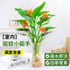 Hydroponic bird of paradise potted flower plants indoor living room green plant surface Strelitzia reginae absorbs formaldehyde and is easy to feed in all seasons. High-quality hydroponic bird of paradise 40-50 cm 3 trees