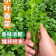 Eat as you plant, seasoning vegetable seed combination, easy to grow heat-resistant balcony potted vegetables in all seasons in spring, small-leaf coriander seeds, 1 pack, about 1,000 seeds, 1 pack, about 1,000 seeds