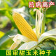 National Approval Fruit Corn Seeds Fresh Sweet and Crisp National Approval Sweet Corn Seeds Farmhouse Garden Vegetables National Approval Fruit Corn Seeds 2 packs of about 100 grains