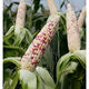 Nationally approved super large stick sweet waxy colorful corn seeds, new varieties of colorful waxy corn seeds, farmers' high-yield corn seeds, nationally approved colorful corn seeds, 1 pack of about 50 grains