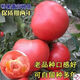 Tomato seeds old variety tomato seeds taste good pink fruit large fruit tomato pink fruit tomato seeds hardcover 200 capsules-A
