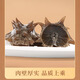 Kangyuetang Dalian ready-to-eat sea cucumbers, fresh sea cucumbers, bottom-sown wild authentic sea cucumbers, individually packaged frozen sea cucumbers, large king cucumbers, ready-to-eat sea cucumbers 1Jin Jin equals 0.5kg, 5-7 heads