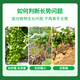 Guanlong Agricultural Chemical Rongya 50% cyanamide upgraded version of grape germination, bud break, sleep promotion and germination cyanamide growth regulator