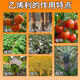 Huayi Feiling 40% Ethephon Walnut Banana Persimmon Tomato Rice Ripening Agent Pesticide Plant Growth Regulator 350g (2 bottles)