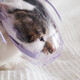 Pet cat muzzle hood, cat anti-biting mouth mask, anti-screaming, anti-nuisance, cat collar, hood, mask, nail clipping, S size PE bag