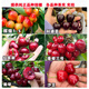 Qiuying cherry large cherry grafted branches Meizaoshawang Russian No. 8 scion rocket Red cherry ear buds Russian No. 8 cherry 5 branches 40cm (inclusive)-50cm (inclusive)