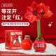 Jingdong Flowers Rich Amaryllis Gift Box Version Wax Ball Circumference 26-28cm Random New Year's Eve Gift Source Straight Hair