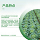 Syngenta Liangdunjing metalaxyl, fludioxonil, rice root rot, bakanae disease seed coating agent, pesticide and fungicide 10ml*1 bag