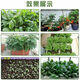 High Calcium Phosphate Fertilizer Powder Superphosphate Flowering Fertilizer Gardening Fruits and Vegetables Potted Plant General Fertilizer Phosphorus Potash Fertilizer Powdered High Calcium Phosphate Fertilizer/Superphosphate Whole Pack of Superphosphate Fertilizer High Calcium Phosphate Fertilizer 50Jin Jin equals 0.5kg