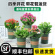 Kalanchoe potted plant with double large flowers and buds is a flower plant that blooms indoors in all seasons and is easy to grow. 12. Golden Fox (with buds) comes with fertilizer and contains a gallon pot.