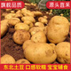 Niu Aixian, yellow-heart potatoes, fresh potatoes, yellow-skinned seasonal vegetables, whole box of high-quality potatoes, freshly picked delicious vegetables, 5 Jin Jin is equal to 0.5 kilograms, freshly dug and grown, high-quality packaged net weight 4.5 Jin, Jin is equal to 0.5 kilograms, freshly dug vegetables from farmers