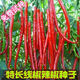 8819 pepper seeds, spicy and super spicy dry chili, wrinkled red pepper, high yield pepper, farm field vegetable seeds, 8819 pepper seeds, 3 packs, about 900 pieces