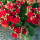 Kalanchoe potted plant with double large flowers and buds is a flower plant that blooms indoors in all seasons and is easy to grow. 12. Golden Fox (with buds) comes with fertilizer and contains a gallon pot.