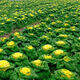 Cold-resistant yellow-hearted vegetable seedlings, chrysanthemum and cabbage seedlings, potted garden seedlings, easy to grow four-season vegetable seedlings in the courtyard, yellow-hearted vegetable seedlings (10 plants)