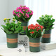 Kalanchoe potted plant with double large flowers and buds is a flower plant that blooms indoors in all seasons and is easy to grow. 12. Golden Fox (with buds) comes with fertilizer and contains a gallon pot.