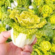 Cold-resistant yellow-hearted vegetable seedlings, chrysanthemum and cabbage seedlings, potted garden seedlings, easy to grow four-season vegetable seedlings in the courtyard, yellow-hearted vegetable seedlings (10 plants)