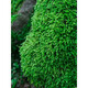 Kebida green moss fresh moss micro landscape plant bonsai potted water and land tank rockery grass landscaping material white large gray moss (15*8)cm 2 boxes