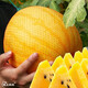 Dayu Lazy Man Watermelon Seed Seedlings Extra Large Suitable for Early Maturing Lazy Man in the South 8424 Kirin Melon Meidu Seedless Fruits and Vegetables Ansheng Golden Beauty Yellow Watermelon Seeds 100 capsules 2 bags