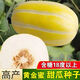 Golden dense melon seeds, melon dense seeds, Golden Road fruits, early maturing, high yield, disease resistance, extra large spring melon fruit seeds, golden dense seeds/pack, about 100 seeds, 3 packs