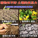 Loose soil essence soil activator powerful loose soil compaction adjustment saline-alkali soil fertilizer conservation planting land no deep plowing artifact 5 bags loose soil ten meters deep