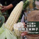 【国审】玉米种子甜糯玉米种子杂交玉米白玉米国审玉米种子 国审白玉米种子 2包约100粒