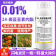 24 table high brassinolide brassinolide brassinolide wheat cucumber citrus plant growth regulator 500g