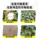 Yanzhishe Compound Sodium Nitrophenolate Growth Regulator Genuine Cotton Breaks Dormancy to Accelerate Rooting and Promote Growth Foliar Fertilizer Agricultural Materials 1 Bottle 500g Regulates Growth and Increases Production and Income