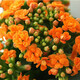 Kalanchoe potted plant with double large flowers and buds is a flower plant that blooms indoors in all seasons and is easy to grow. 12. Golden Fox (with buds) comes with fertilizer and contains a gallon pot.