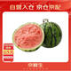Jingxiansheng Kirin Watermelon 1 piece, single fruit 5-7Jin Jin equals 0.5kg fresh fruit