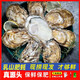 Fresh Rushan Oysters Fresh Authentic Rushan Oysters Sea Oysters 5 Jin Jin equals 0.5 kg box/10 Jin Jin equals 0.5 kg box 3XL medium oysters (20-30 pieces per box) with box 10 Jin Jin equals 0.5 kg