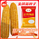 Denghai Jingke 968 original genuine lodging-resistant short-stem white-shaft corn seeds are disease-resistant, drought-resistant and high-temperature resistant and can be planted in the north and south. Denghai original 4000 grains 2 bags