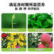 High calcium phosphate fertilizer powder superphosphate flower inducing fertilizer gardening fruit and vegetable potted general chemical fertilizer phosphorus and potassium fertilizer factory direct hair powdered high calcium phosphate fertilizer/superphosphate superphosphate high calcium phosphate fertilizer 5.0Jin Jin equals 0.5kg