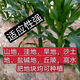 Denghai Jingke 968 original genuine lodging-resistant short-stem white-shaft corn seeds are disease-resistant, drought-resistant and high-temperature resistant and can be planted in the north and south. Denghai original 4000 grains 2 bags