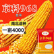 Denghai Jingke 968 original genuine lodging-resistant short-stem white-shaft corn seeds are disease-resistant, drought-resistant and high-temperature resistant and can be planted in the north and south. Denghai original 4000 grains 2 bags