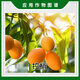 Guoguang Jintail 30% paclobutrazol mango tree shoot yield control growth retardant growth regulator 850g