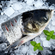 Fresh Love Frozen Qiandao Lake Organic Silver Carp Head 1.5 Jin Jin equals 0.5 kg Silver Carp Head Fresh Fish Seafood Aquatic Products