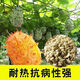 Authentic Fire Ginseng Fruit Seeds, African Honeydew Melon Seeds, Horned Melon Seeds, Mars Fruit Seeds, Sea Cucumber Fruit Special Fruit Seeds, Fire Ginseng Fruit Seeds/pack of about 25 capsules, 5 packs