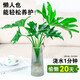 Dragon Scale Spring Feather Hydroponic Plant Paradise Bird Living Room Pothos Potted Flower Rich Bamboo Monstera A good-to-grow green plant. Fine Spring Feather 20-25cm 1 tree. Free nutrient solution.
